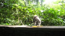 Ubud Monkey Forest 